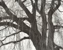 Budding Willow