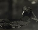 First Bird Shot