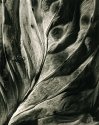 Plantscape