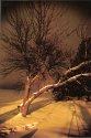 ancient apple tree at night