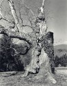 Veteran Oak