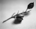Seed Pod II...