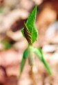 Uncoiling Jack in the Pulpit