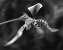 Orchid at Phipps