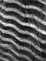Silverprint 4