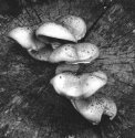 Fungus