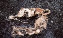 remains