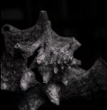 Shell Detail