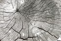 box elder/ missing limb