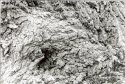 box elder/ bark