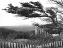 Grave yard