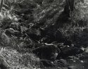 rocks and stream