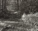Lovers' Lane