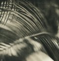 woven palm