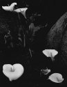 Moonlit Lilies