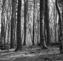A Walk in the Woods