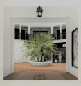 palm
