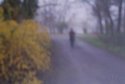A Walk In The Park