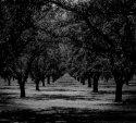 Orchard