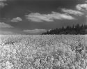 Oil Seed Rape Badby