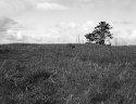 Foreground