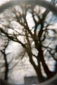 Box Elder thru a Glass