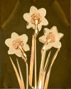 Daffodils - 2011