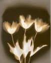 Tulips-1 2011