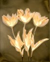 Tulips-2 2011