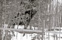 Moose on the loose
