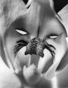 Flower face