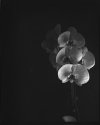 Orchids