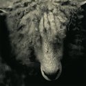 Giver of Fleece