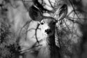 Curious Doe