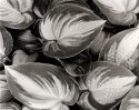 Hosta Leaves