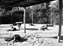 Kangaroo Island Kangaroos