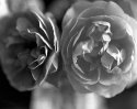 Spring roses (film testing again...)