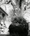Cotswold Tree No 1