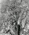 Cotswold Tree No 1