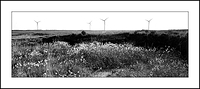 Bog Cotton and Wind Power