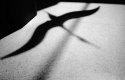 Shadow in Flight