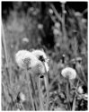 Spent Dandelions