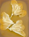 Rhododendron blossom, lumen print