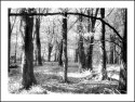 INFRARED WOODLANDS