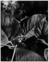 Leaf translucency