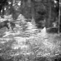 rciic panf50 rodinal 001 - version 2