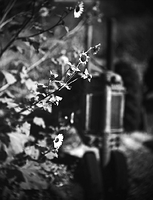 Sunflowers and tractor