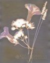 Morning Glory, Geranium and Lavender