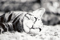 The Late Great Pippin Magnificat!