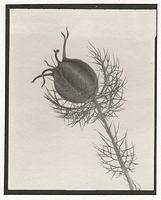 Salt    Nigella seed head